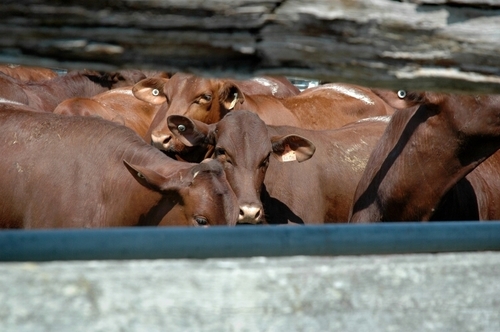 dcYeeHaa's profile picture. Born in the Bush, making a meagre living from the same.