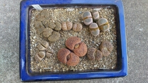 haseyosi2706's profile picture. 馬刺しと桜鍋の郷から、馬のゆるキャラ王国に戻って来た青属性です。RT比率の高い人や商業・選挙ツィートは苦手です…