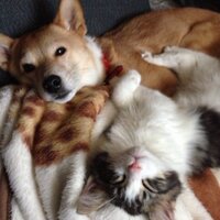 つらら (@yukikokakehashi) 's Twitter Profile Photo