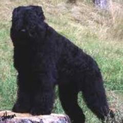 RussianBlack1's profile picture. Twitter page for the Russian Black Terrier Breed.