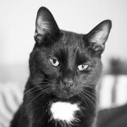 Life_of_Stumpy's profile picture. I am a Cat.
I live with two humans who fight for my affection (the fools).
None of these opinions are truly mine as I have no thumbs!