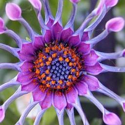 ljupkabubi's profile picture. 