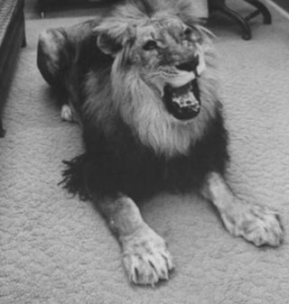 fuck_lion's profile picture. - follow me & i follow you back'