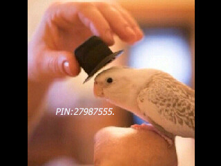 آحدهم أشتقت اليہ ب شدھ            لكن لن ازعجه.