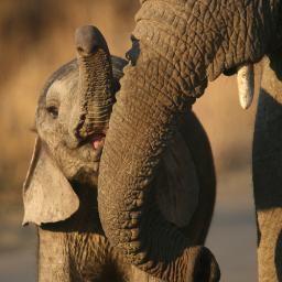 Discover the best sightings in the Pilanesberg as tweeted by you