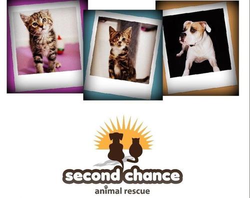 Second Chance Animal Rescue Inc. is a non-profit, pro-life community-based organisation operated by volunteers and foster carers.