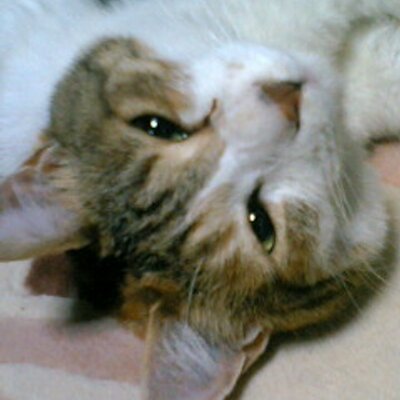 タカ