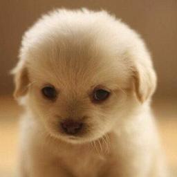 Safeguard_Soshi's profile picture. Main Account is @Jan_Heaven I'm S♥NE WHO LOVE SNSD