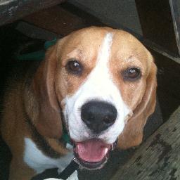 I am a 5 year old pure bred pedigree English Beagle. I am outgoing and friendly, always ready for a bit of sniff and chase. I love my food, well any food.....
