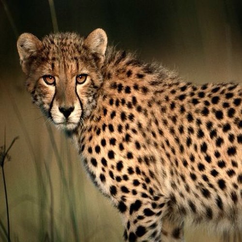 the real cheetah sisters of st. louis council // mid-american region
