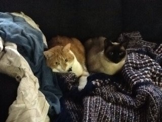 Live in Tulsa, OK. Own three cats, a teacher. future father of twins, Now enjoying #Eve Online, #FM22 #footballmanager
