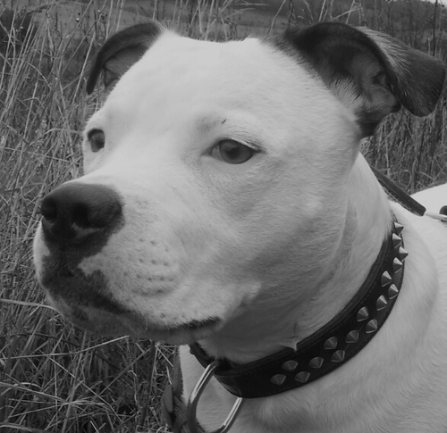 Loved Brady, Staffy owner, block 101,that's about it.
