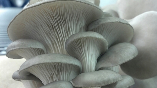 Fresh Certified Organic Oyster Mushrooms, year round.  Visit our website for a list of natural food stores that carry our mushrooms.