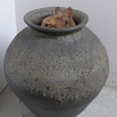 猫壺 Nyann Tubo Twitter