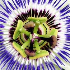 Maracuya823's profile picture. https://t.co/setvcDz89Y, https://t.co/utHs2NPI8o