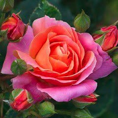 “Perhaps the mission of those who love mankind is to make people laugh at the truth -Umberto Eco