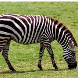 raulcherel's profile picture. waaal