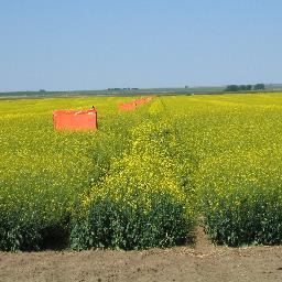 Partner in Witdouck Farms and part of the pollination management group using Leafcutter bees for canola and alfalfa seed pollination
