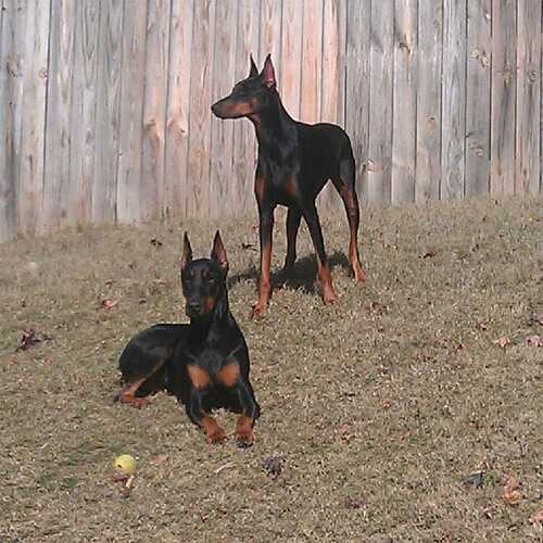 Husband, Animal lover especially my Doberman girls.