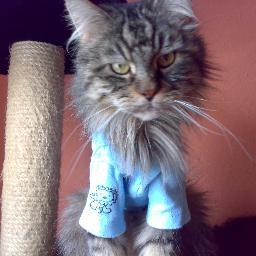 rooow's profile picture. 