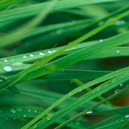 CogniterRUS's profile picture. линуксоид