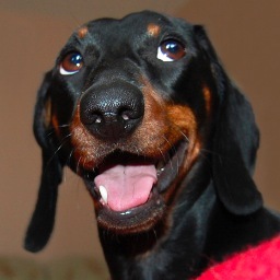 Dachshund, noble, the hero of the book, young, NOT MARRIED