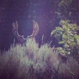 HuntScores's profile picture. Working on the a better way to find hunts.