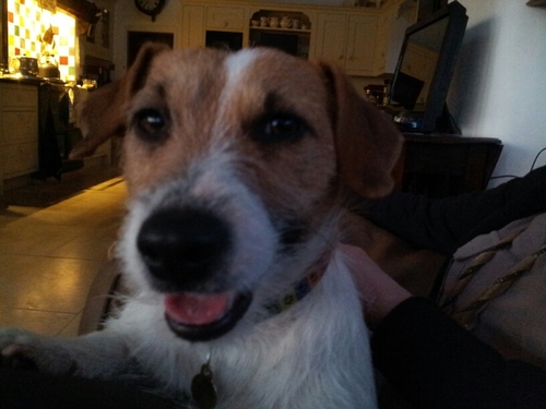 Zolect's profile picture. Husband to a ravishing Russian, father to 3 charming children.