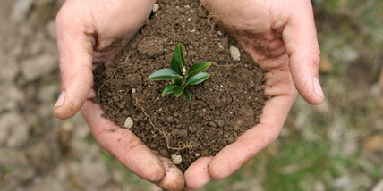 Mijn motto is om elke dag een boom te planten in wat je doet.