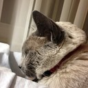 Lesley Stone - @LStone35 - Twitter