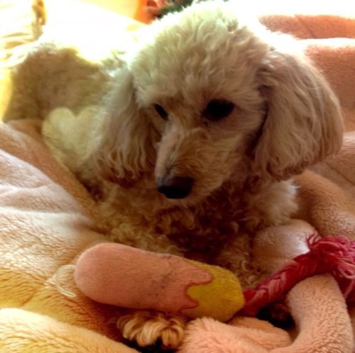 meps114's profile picture. ミラーリングの天才バカ正直系アイドルのことがだいすき