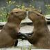 Steve Pratt (@capybara4444) Twitter profile photo Steve Pratt (@capybara4444) Twitter profile photo