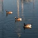 Sally Thatcher - @salthatcher - Twitter