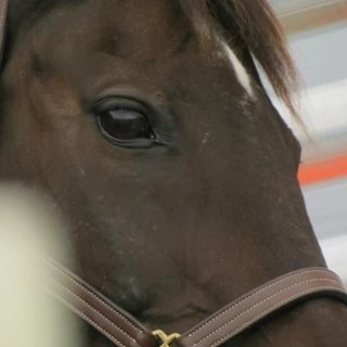 what even are horses