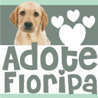 Adote Floripa ♥ (@adotefloripa) 's Twitter Profile