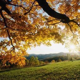 RondinelliEm's profile picture. 