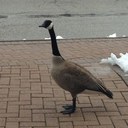 Matt Seguin - @mattseguin34 - Twitter