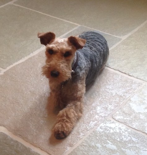 Welsh terrier working as HR manager (staff moral) at @synergyvision. Sometimes they let me do da shredding with my teeth.