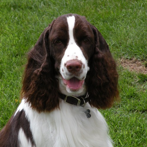 SpringerFun's profile picture. having a springer as your first dog is like learning to drive in a Ferrari but a lot more fun