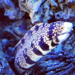 coral reef hobbyist/wholesale/resale