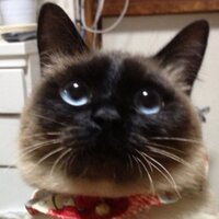 たぬKIKI (@tanutanu_cat) Twitter profile photo