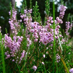 JudithMarcelis's profile picture. 