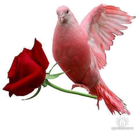 samirmosad134's profile picture. انا بحب مصر