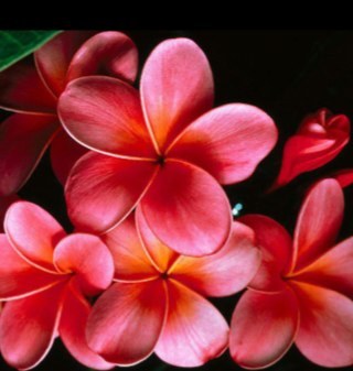 cathylach's profile picture. 