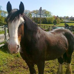 oldtownsaddlery's profile picture. I am a lover of all things equestrian with a small shop stocking affordable used products for horse and rider.