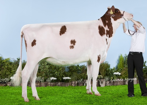 KevinStarlet's profile picture. 