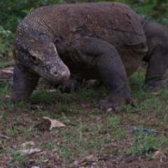We are Tours & Travel as specially Komodo & Flores Island. For more information please contact us at: 081338256652 or 081237531045