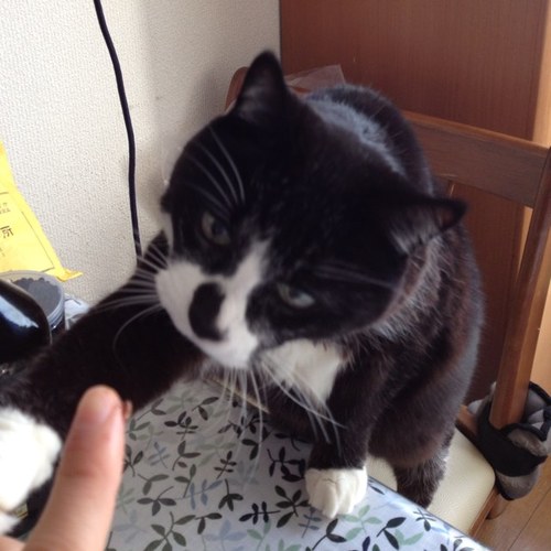 goukin2501's profile picture. ゲームと漫画が生きがい。社会人になったせいでゲームできる時間が少ねえ