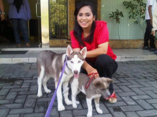 tv journo, @toms_48 wife, http://t.co/nF17z5ZFyW, really love my adorable husky gordon and mix chelsea duo ; cp: amanda@metrotvnews.com