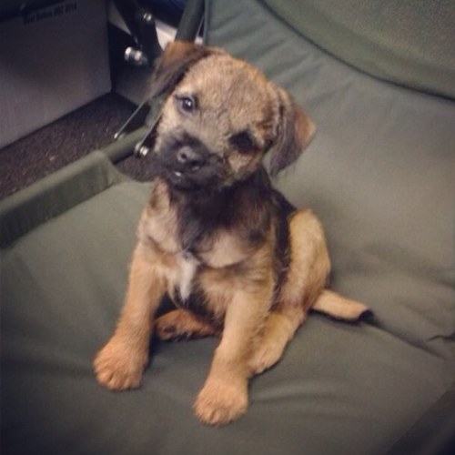 Hey, I'm Lily da Border Terrier.  TENNIS BALLS ARE MY LIFE. R.I.P to my best buddie Lucy!3